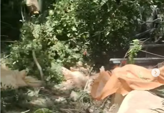 Camión cargado de alimentos para animales cae por un barranco en carretera de Espaillat