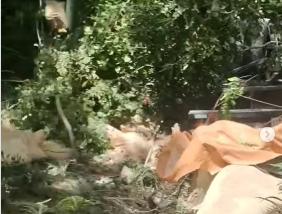 Camión cargado de alimentos para animales cae por un barranco en carretera de Espaillat