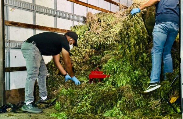 DNCD desmantela gigantesco cultivo de marihuana en Ocoa con más de 13 mil libras ocupadas