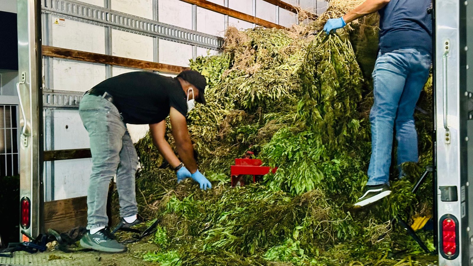DNCD desmantela gigantesco cultivo de marihuana en Ocoa con más de 13 mil libras ocupadas