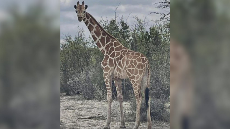 Encuentran sana y salva a Gracie, la jirafa que estuvo dos semanas desaparecida en Texas