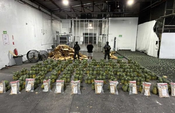 DNCD ocupa 121 láminas de presunta cocaína ocultas en cargamento de piñas en AILA