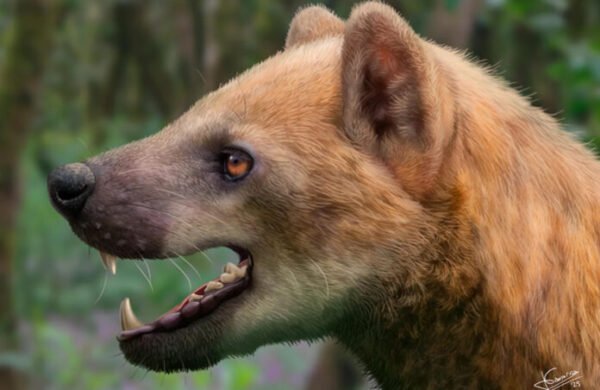 Descubren en Cataluña nueva especie de ‘perro oso’ del Mioceno