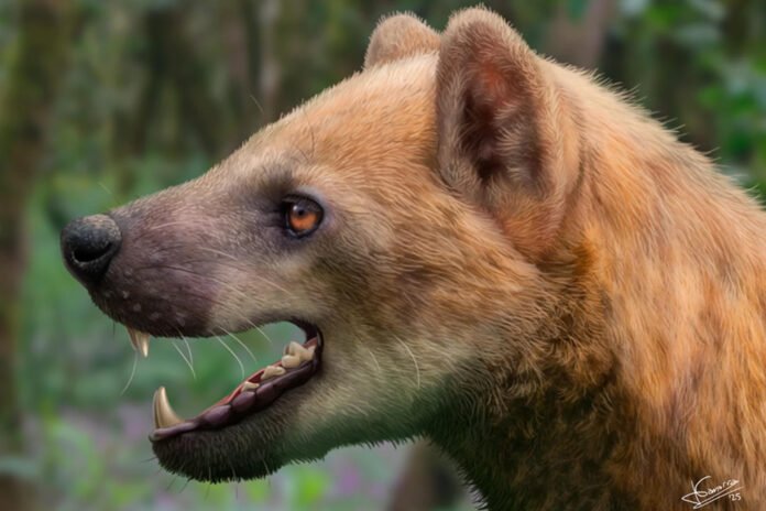 Descubren en Cataluña nueva especie de ‘perro oso’ del Mioceno