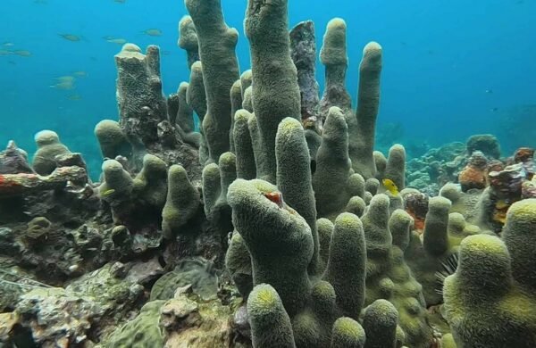 UICN elevó a 49,505 las especies amenazadas