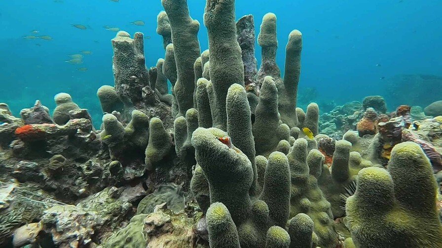UICN elevó a 49,505 las especies amenazadas
