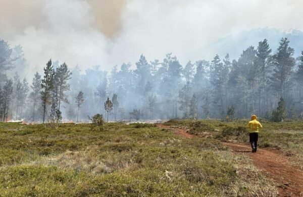 Nuevo incendio forestal golpea Sierra de Bahoruco en medio de sequía
