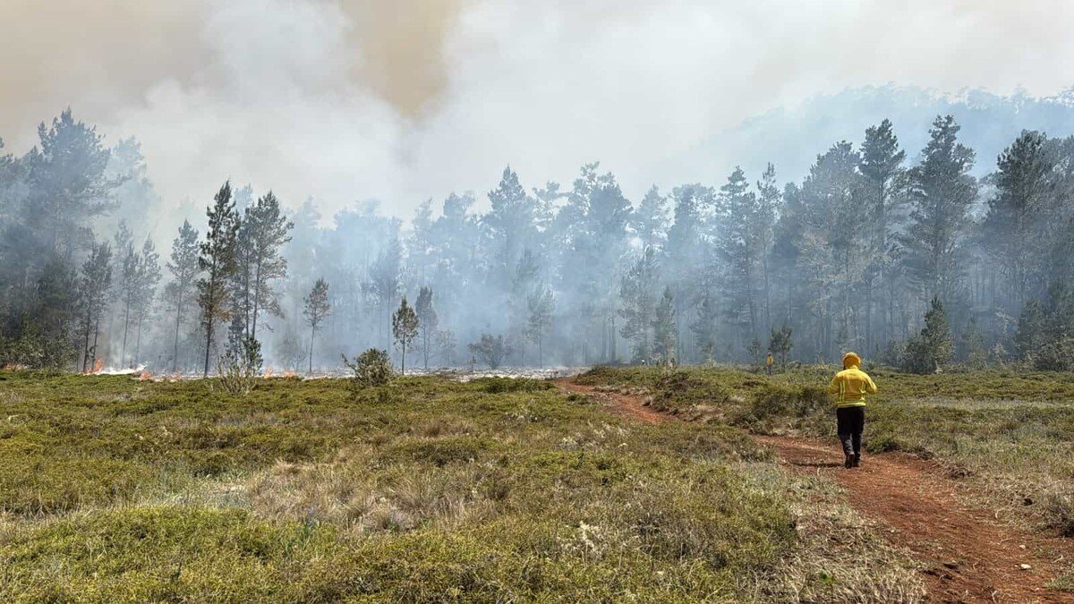 Nuevo incendio forestal golpea Sierra de Bahoruco en medio de sequía