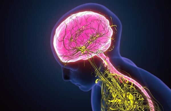 La teoría Polivagal explica cómo el cuerpo decide antes de la razón