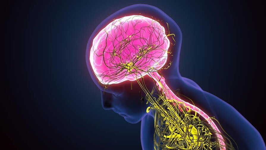 La teoría Polivagal explica cómo el cuerpo decide antes de la razón